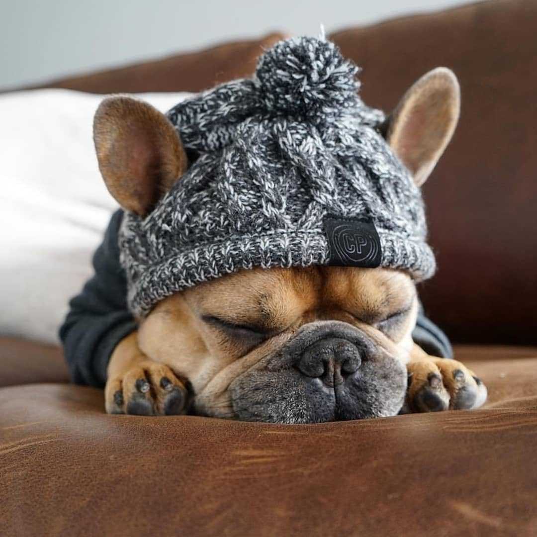 Warm Winter Pet Hat - Onset Gadgets