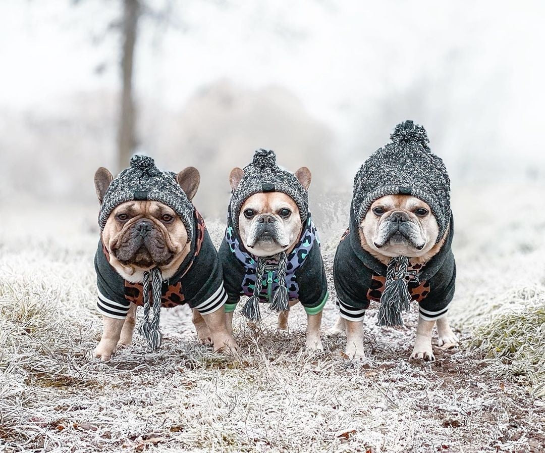 Warm Winter Pet Hat - Onset Gadgets